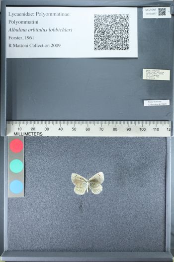 Media type: image;   Entomology 154857